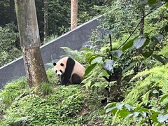 -中国大熊猫保护研究中心雅安碧峰峡基地