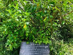 -深圳仙湖植物园
