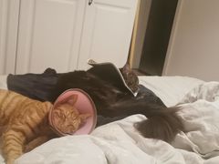 -伟伟宠物医院·CT影像中心·瑞派犬猫综合性门诊(汉口总院)