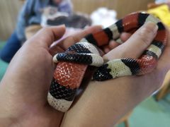 -藦茜花园宠物主题亲子互动体验馆(国顺东路店)