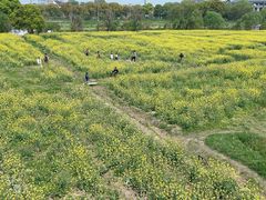 -苏州太湖西山岛开心农场