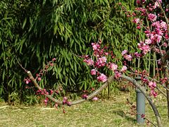 -陕西省西安植物园