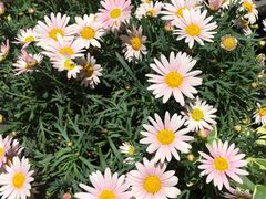 -Wagas沃歌斯(大学路店)