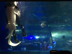 -苏州海洋馆