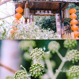 常德｜我走入了陶渊明笔下"桃花源记"的世界