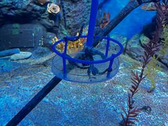-上海海洋水族馆