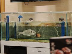 -合点寿司(金虹桥商场店)