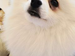 -怪兽屋·羊驼·猫咖·狗咖(俊华广场店)