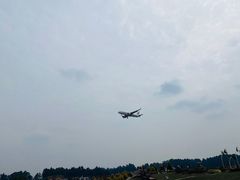-空港花田景区