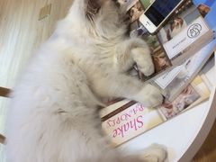 -Pets First伊珊娜洗护·精致美容·家庭式寄养(新会路店)