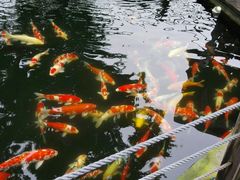 android_upload_pic-湖鲜楼