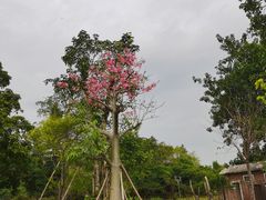 -南国桃园旅游度假区