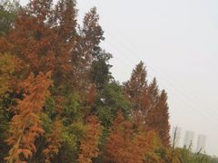 -重庆彩云湖湿地公园