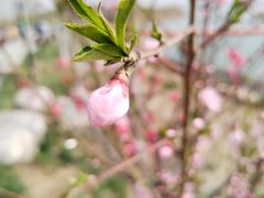 -天津东丽湖风景区
