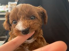 -凯瑞希宠物医院·狂犬免疫·微创·皮肤科