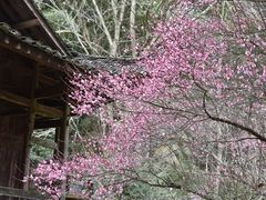 -唐崖土司城遗址