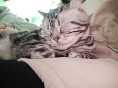 -喵店&猫咖