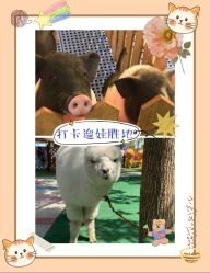-萌宠亲子动物乐园(槐房万达店)