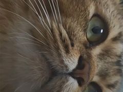 -瑞鹏宠物医院·骨科·猫科·内科(第一中心)