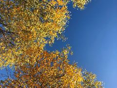 -金塔沙漠胡杨林景区