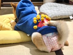 -逗柴咖啡屋·狗咖猫咖宠物桌游
