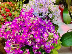 -花鸟鱼虫鲜花绿植市场(玉泉路店)