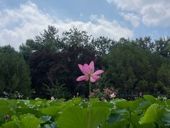 -莲花池公园