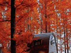 -黄海国家森林公园