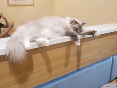 -滚猫咖啡·猫咖·猫友好撸猫(未来城店)