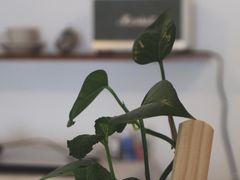 -芝语甜品