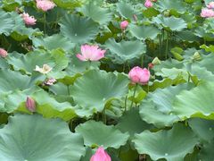 -莲花池公园