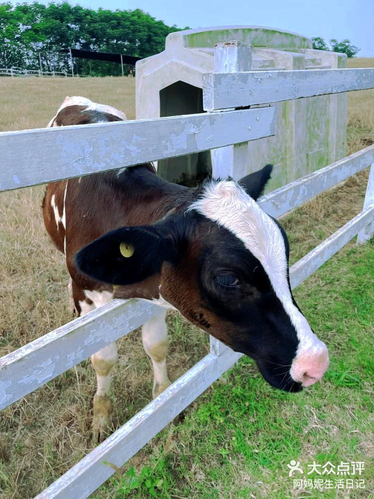 成都周边游德阳原野牧场避雷避雷75