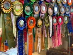 -more than meow吴止猫主题餐厅(承德 中船汇店)