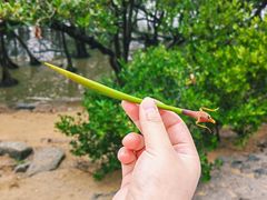 -宝安西湾红树林湿地公园