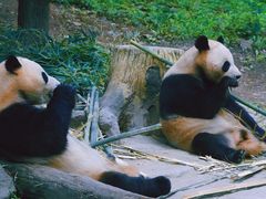 -都江堰中华大熊猫苑