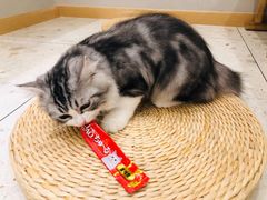 -飞行喵MR PILOT|猫舍·猫咖(静安大融城店)