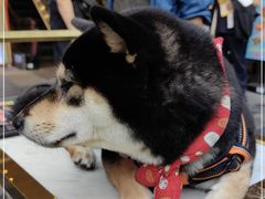-妥妥烤肉料理(昙华林店)