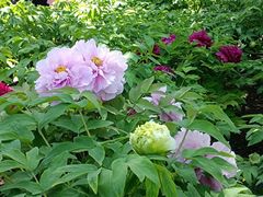-莲花池公园