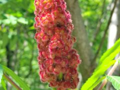 -云岫谷游猎自然风景区