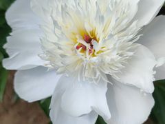 -沈阳植物园