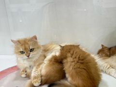 -青奢宠物·青奢猫舍