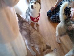 -Husky Go! 哈士奇体验馆·宠物咖啡厅狗咖