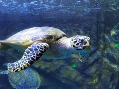 -太平洋海底世界