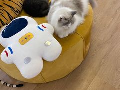 -1013 PET SHOP精品宠物商店(丁香店)