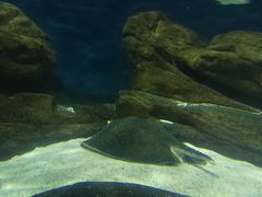 -上海海洋水族馆