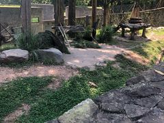 -都江堰中华大熊猫苑