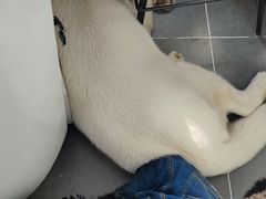 -萌兽医馆·眼科·异宠专科(三里屯店)