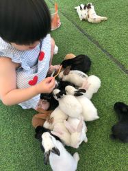 -萌宠亲子动物乐园(槐房万达店)