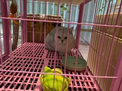 -翊宠yipet猫狗购宠庄园犬舍•猫舍