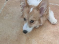 -Let's go狗咖·猫咖·奶狗·桌游(春熙路IFS店)